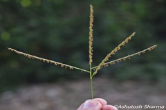 Microstegium fasciculatum
